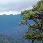 Descubren nueva especie de animal semiacuático en los Andes del Perú