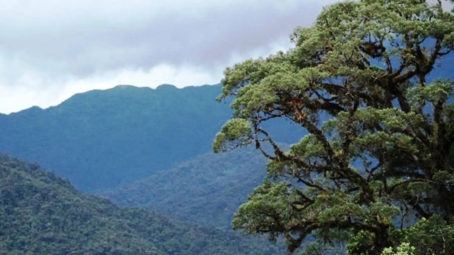 Descubren nueva especie de animal semiacuático en los Andes del Perú
