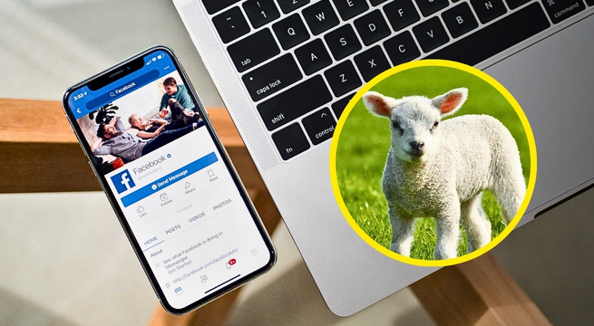 Mujer compra un cordero por Marketplace y recibe un feto vacuno