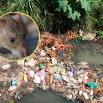 Tumbes: reportan más de 50 casos de leptospirosis en medio de intensas lluvias