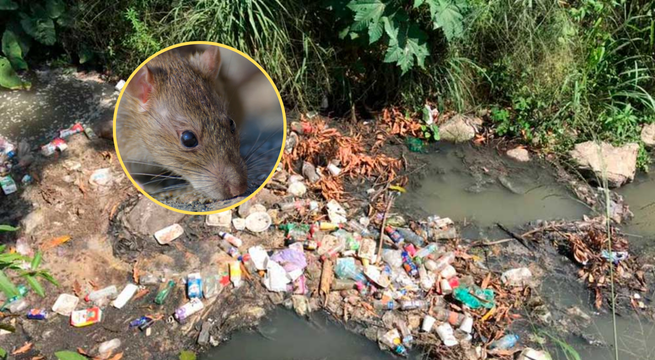 Tumbes: reportan más de 50 casos de leptospirosis en medio de intensas lluvias