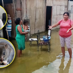 Muertes por leptospirosis aumentan: 3 fallecidos en Piura por enfermedad | VIDEO
