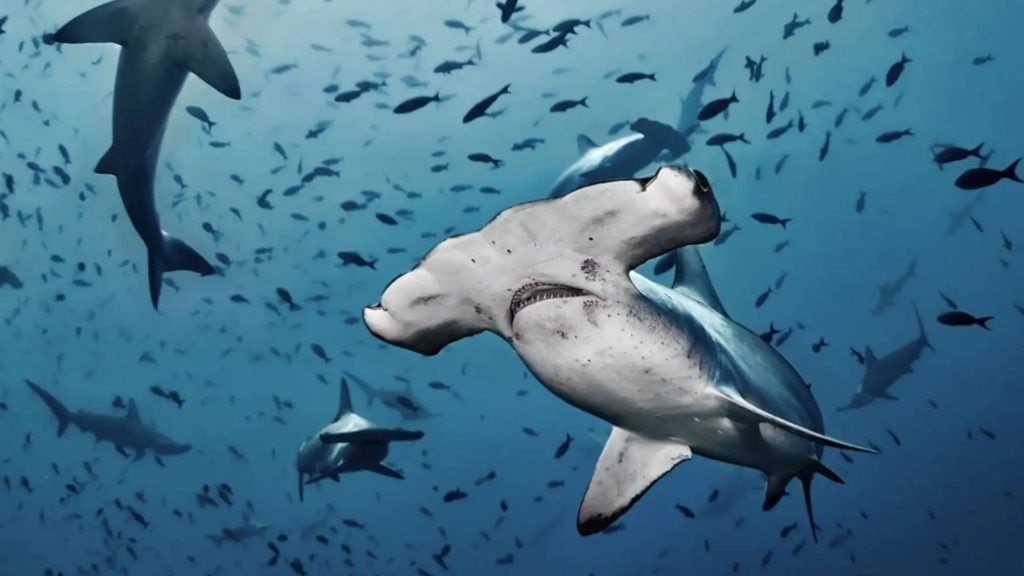 Hallan por primera vez extraño animal en las profundidades del mar peruano