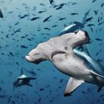 Hallan por primera vez extraño animal en las profundidades del mar peruano