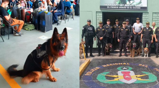 Tras 8 años de servicio, Bastian pasa al retiro: el héroe canino del aeropuerto de Lima | VIDEO