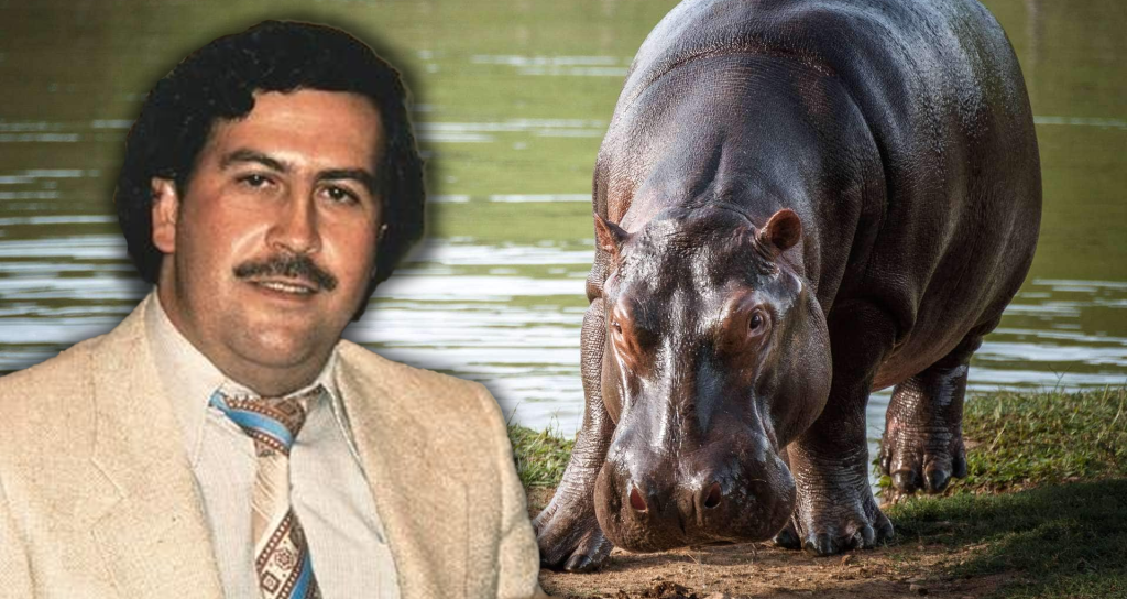 Colombia aplicará eutanasia a 80 hipopótamos de Pablo Escobar para salvar ecosistema