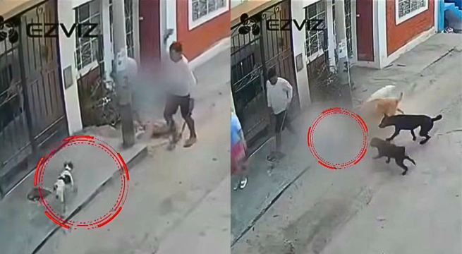 Hombre mata a perrito Mailo al lanzarle una piedra: cámaras captaron el ataque