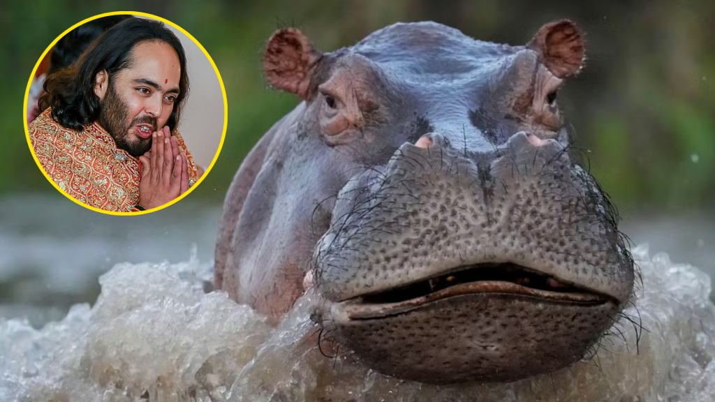 Multimillonario indio ofrece llevarse 80 hipopótamos de Pablo Escobar condenados a eutanasia
