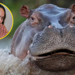 Multimillonario indio ofrece llevarse 80 hipopótamos de Pablo Escobar condenados a eutanasia