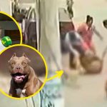 Pitbull que desfiguró el rostro a hombre le arranca la oreja a otro perro | VIDEO