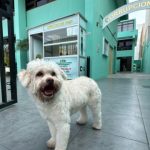¡Ayúdala a regresar con sus dueños! Perrita perdida permanece en instalaciones de la Dircocor PNP