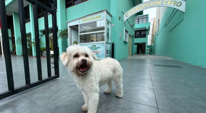 ¡Ayúdala a regresar con sus dueños! Perrita perdida permanece en instalaciones de la Dircocor PNP
