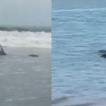 Enorme cocodrilo en playa de Tumbes asusta a bañistas