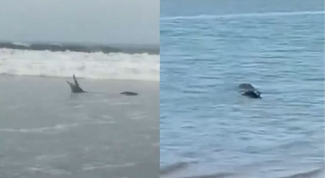 Enorme cocodrilo en playa de Tumbes asusta a bañistas