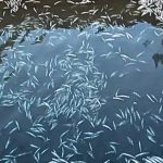 Mueren más de ocho millones de trucha por río contaminado en Huancayo