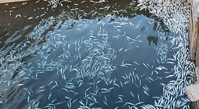 Mueren más de ocho millones de trucha por río contaminado en Huancayo