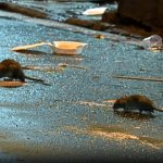 Ecuador: presencia de ratas alcanza niveles alarmantes en Guayaquil