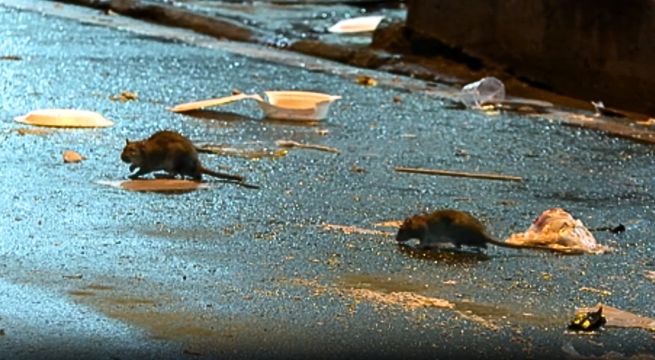 Ecuador: presencia de ratas alcanza niveles alarmantes en Guayaquil