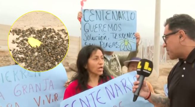 Infestación en Carabayllo: familias no pueden ni comer por plaga de moscas