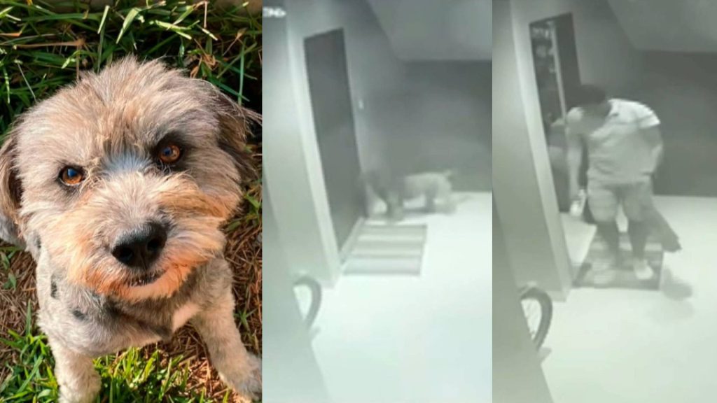 Denuncian a policía por matar de un balazo a pequeño perro de vecina