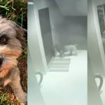 Denuncian a policía por matar de un balazo a pequeño perro de vecina