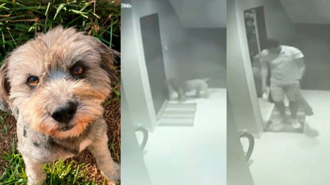 Denuncian a Policía por matar de un balazo a pequeño perro de vecina