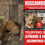 ¡Se busca a Emile! perrita se perdió en campus de la UPC de Chorrillos