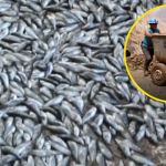 Más de 2 millones de peces mueren por contaminación de cianuro en río de Junín