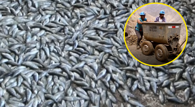 Más de 2 millones de peces mueren por contaminación de cianuro en río de Junín