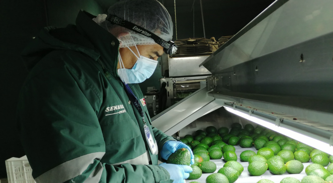 Macroregión sur exportó más de US$ 8,500 millones entre enero y marzo de 2026