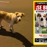 ¡Se busca a Pecas! Perrita se perdió en San Borja por Chacarilla del Estanque