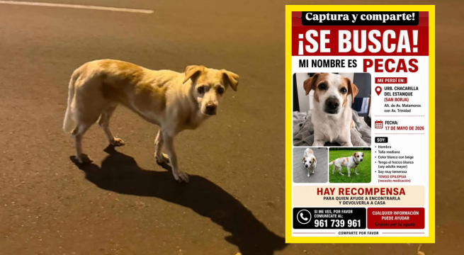 ¡Se busca a Pecas! Perrita se perdió en San Borja por Chacarilla del Estanque