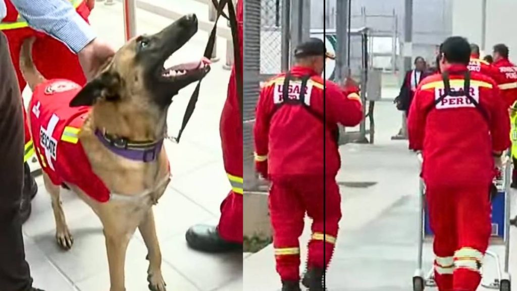 Kayra, la perrita rescatista, partió del Perú rumbo a Venezuela para salvar vidas | VIDEO