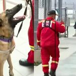 Kayra, la perrita rescatista, partió del Perú rumbo a Venezuela para salvar vidas | VIDEO