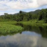 Descubren un nuevo género y nueve especies desconocidas para la ciencia en la selva peruana