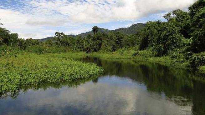 Descubren un nuevo género y nueve especies desconocidas para la ciencia en la selva peruana
