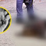 Adulto mayor mata a su propio perrito con su andador | VIDEO