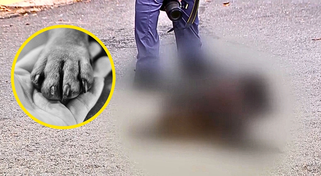 Adulto mayor mata a su propio perrito con su andador | VIDEO