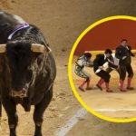 Banderillero resulta herido tras recibir cornada de toro de 500 kilos