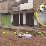 Asesinan a obrero mientras construía pistas en Lurigancho: recibió cuatro disparos