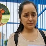 Niño de 4 años es hospitalizado tras brutal ataque de perro pitbull