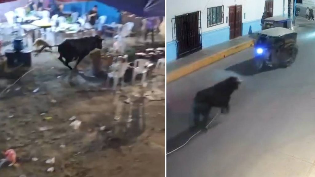 Toro escapó de ruedo y causó pánico en Celendín, Cajamarca: Animal terminó siendo abatido | VIDEO