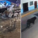 Toro escapó de ruedo y causó pánico en Celendín, Cajamarca: Animal terminó siendo abatido | VIDEO