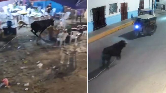 Toro escapó de ruedo y causó pánico en Celendín, Cajamarca: Animal terminó siendo abatido | VIDEO