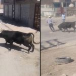 Arequipa: Toro escapa, hiere de gravedad a cuidador y desata el pánico en calles de Cerro Colorado | VIDEO