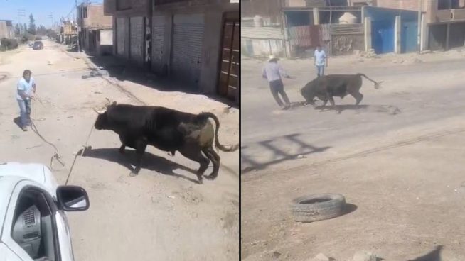 Arequipa: Toro escapa, hiere de gravedad a cuidador y desata el pánico en calles de Cerro Colorado | VIDEO