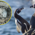 Pingüino de Humboldt empieza a desaparecer del Perú: población disminuyó un 60% por inanición