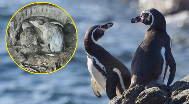 Pingüino de Humboldt empieza a desaparecer del Perú: población disminuyó un 60% por inanición