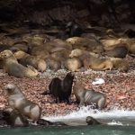 Minam despliega acciones de vigilancia tras hallazgo de lobos marinos muertos en Ica