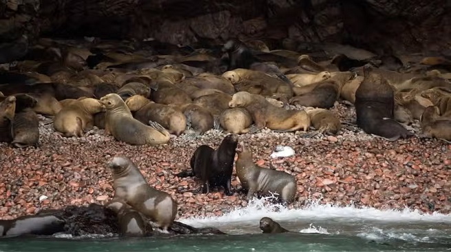 Minam despliega acciones de vigilancia tras hallazgo de lobos marinos muertos en Ica